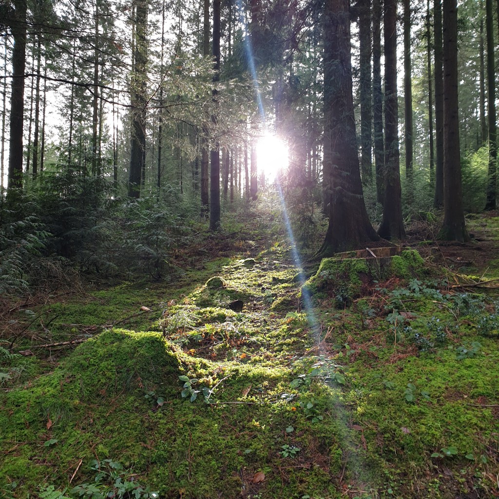 Evermore Counselling, Somerset
